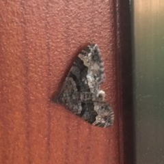 Epyaxa sodaliata (Sodaliata Moth, Clover Moth) at O'Connor, ACT - 29 Nov 2020 by NedJohnston