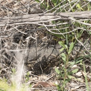 Varanus rosenbergi at Tennent, ACT - 2 Dec 2020