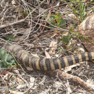 Varanus rosenbergi at Tennent, ACT - 2 Dec 2020