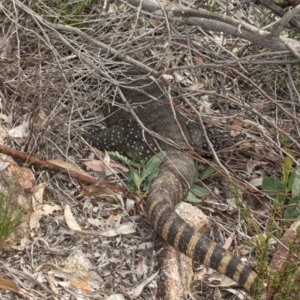 Varanus rosenbergi at Tennent, ACT - 2 Dec 2020