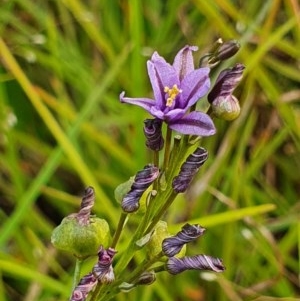 Caesia calliantha at Gundaroo, NSW - 2 Dec 2020