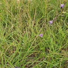 Caesia calliantha at Gundaroo, NSW - 2 Dec 2020