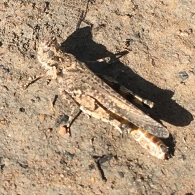 Pycnostictus seriatus (Common Bandwing) at O'Connor, ACT - 25 Nov 2020 by Ned_Johnston