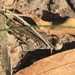 Pycnostictus seriatus at O'Connor, ACT - 25 Nov 2020