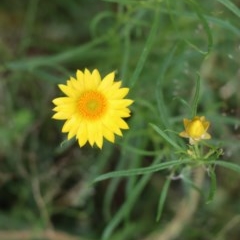 Xerochrysum viscosum (Sticky Everlasting) at Gundaroo, NSW - 2 Dec 2020 by Gunyijan