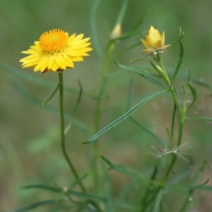 Xerochrysum viscosum at Gundaroo, NSW - 2 Dec 2020