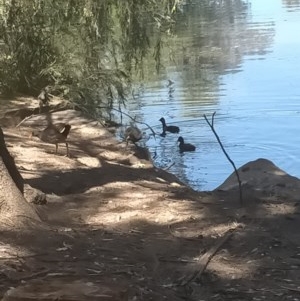 Gallinula tenebrosa at Acton, ACT - 4 Dec 2020