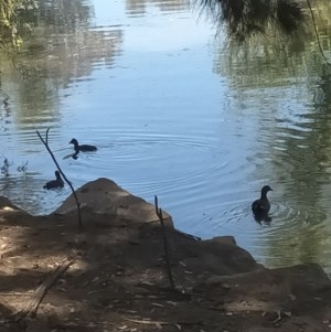 Gallinula tenebrosa at Acton, ACT - 4 Dec 2020