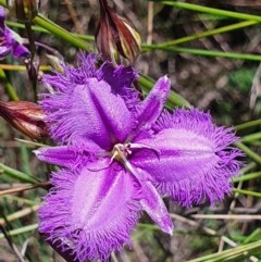 Thysanotus tuberosus subsp. tuberosus (Common Fringe-lily) at Gundaroo, NSW - 4 Dec 2020 by Gunyijan