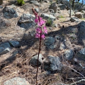 Dipodium punctatum at Tuggeranong DC, ACT - 4 Dec 2020