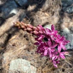 Dipodium punctatum at Tuggeranong DC, ACT - 4 Dec 2020