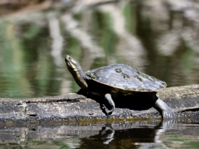 Emydura macquarii (Macquarie Turtle) at Fyshwick, ACT - 4 Dec 2020 by davidcunninghamwildlife