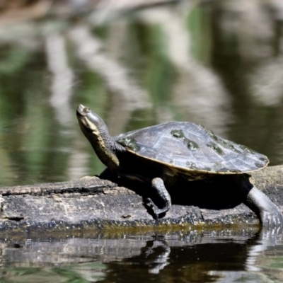 Emydura macquarii (Macquarie Turtle) at Fyshwick, ACT - 4 Dec 2020 by davidcunninghamwildlife