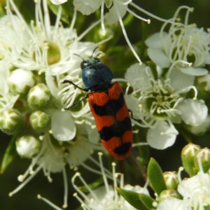 Castiarina crenata at Kambah, ACT - 3 Dec 2020