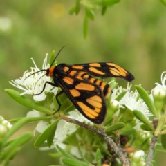 Amata nr aperta (Pale Spotted Tiger Moth) at Mount Taylor - 3 Dec 2020 by MatthewFrawley