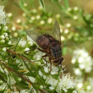 Rutilia (Donovanius) sp. (genus & subgenus) at Kambah, ACT - 3 Dec 2020