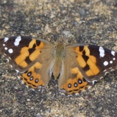 Vanessa kershawi (Australian Painted Lady) at Braemar, NSW - 1 Dec 2020 by Curiosity