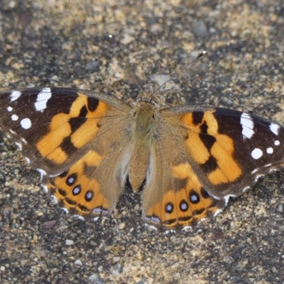 Vanessa kershawi (Australian Painted Lady) at Braemar, NSW - 1 Dec 2020 by Curiosity