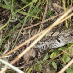 Amphibolurus muricatus (Jacky Lizard) at Tennent, ACT - 2 Dec 2020 by DerekC