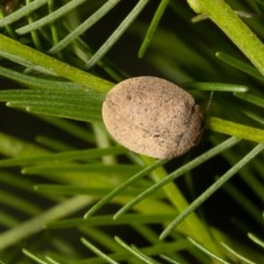 Trachymela sp. (genus) (Brown button beetle) at Holt, ACT - 4 Dec 2020 by Roger