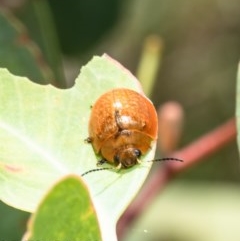 Paropsisterna cloelia (Eucalyptus variegated beetle) at Holt, ACT - 4 Dec 2020 by Roger