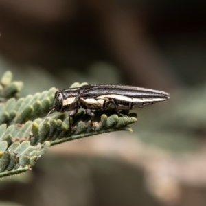 Agrilus hypoleucus at Holt, ACT - 4 Dec 2020 12:00 PM