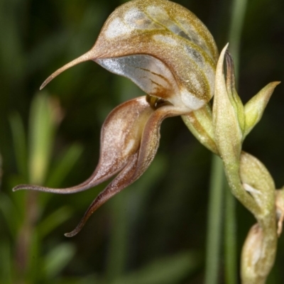 Oligochaetochilus hamatus (Southern Hooked Rustyhood) at Tennent, ACT - 2 Dec 2020 by DerekC