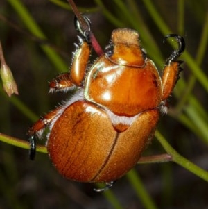 Anoplognathus sp. (genus) at Rendezvous Creek, ACT - 2 Dec 2020