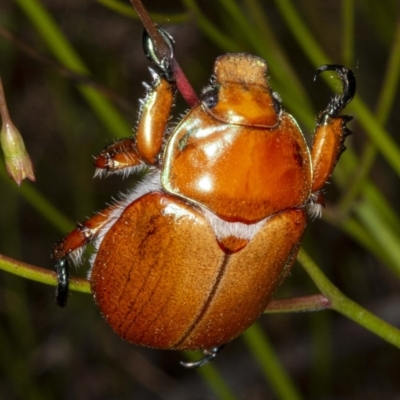 Anoplognathus sp. (genus) (Unidentified Christmas beetle) at Rendezvous Creek, ACT - 2 Dec 2020 by DerekC