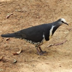 Leucosarcia melanoleuca (Wonga Pigeon) at Cotter River, ACT - 4 Dec 2020 by JohnBundock