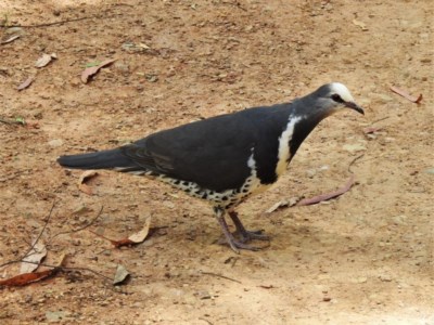 Leucosarcia melanoleuca (Wonga Pigeon) at Cotter River, ACT - 4 Dec 2020 by JohnBundock