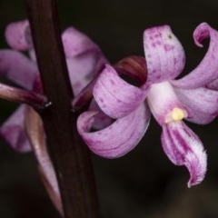 Dipodium roseum (Rosy Hyacinth Orchid) at Booth, ACT - 27 Nov 2020 by DerekC