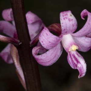 Dipodium roseum at Booth, ACT - 27 Nov 2020