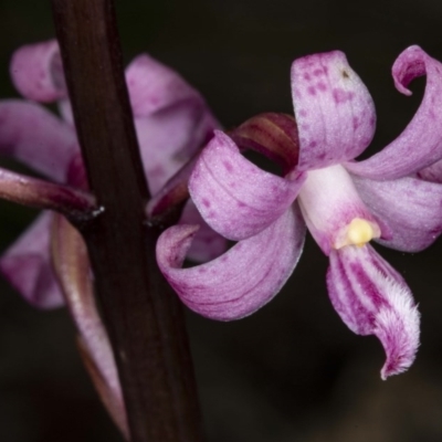 Dipodium roseum (Rosy Hyacinth Orchid) at Booth, ACT - 26 Nov 2020 by DerekC