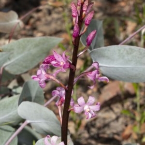 Dipodium roseum at Booth, ACT - 27 Nov 2020