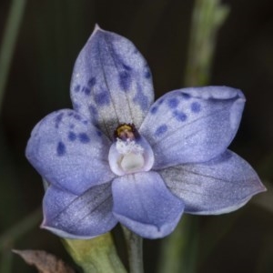 Thelymitra juncifolia at Mount Clear, ACT - 27 Nov 2020