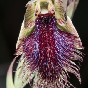 Calochilus platychilus at Booth, ACT - suppressed