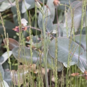 Calochilus platychilus at Booth, ACT - suppressed