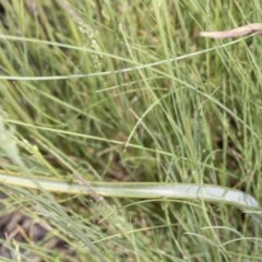 Calochilus platychilus at Booth, ACT - 24 Nov 2020