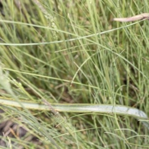 Calochilus platychilus at Booth, ACT - 24 Nov 2020