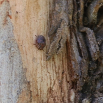 Trachymela sp. (genus) (Brown button beetle) at Wodonga, VIC - 3 Dec 2020 by KylieWaldon