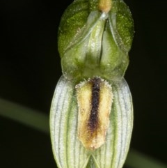 Bunochilus montanus (Montane Leafy Greenhood) at Booth, ACT - 22 Oct 2020 by DerekC