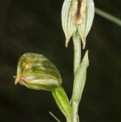 Bunochilus montanus (ACT) = Pterostylis jonesii (NSW) at Booth, ACT - suppressed