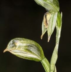 Bunochilus montanus (ACT) = Pterostylis jonesii (NSW) at Booth, ACT - suppressed