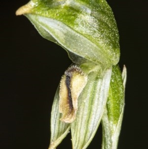 Bunochilus montanus (ACT) = Pterostylis jonesii (NSW) at Booth, ACT - suppressed