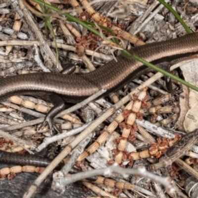 Acritoscincus platynotus (Red-throated Skink) at Tennent, ACT - 29 Sep 2020 by DerekC