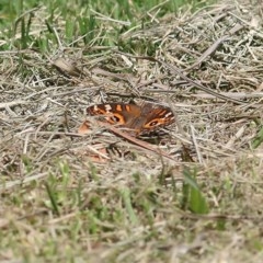 Junonia villida (Meadow Argus) at Wodonga, VIC - 3 Dec 2020 by Kyliegw