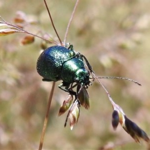 Edusella sp. (genus) at Uriarra, NSW - 4 Dec 2020