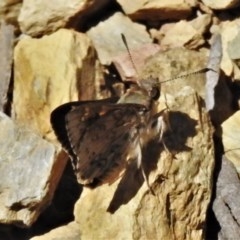 Trapezites phigalioides at Uriarra, NSW - 4 Dec 2020