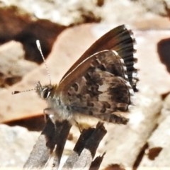 Neolucia hobartensis (Montane Heath-blue) at Uriarra, NSW - 4 Dec 2020 by JohnBundock